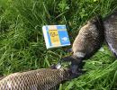 Carp fishing: how to catch what bites, lures, bait and tackle for carp