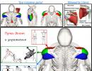 Shoulder exercises for men in the gym: training program The best exercise for shoulder mass